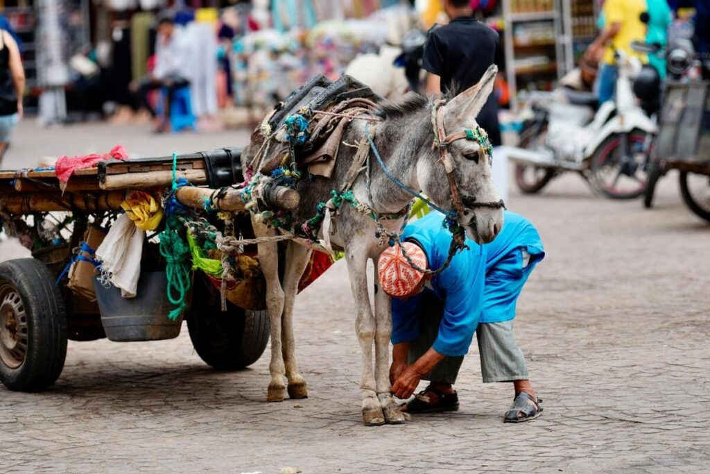 moyen de transport marocain
